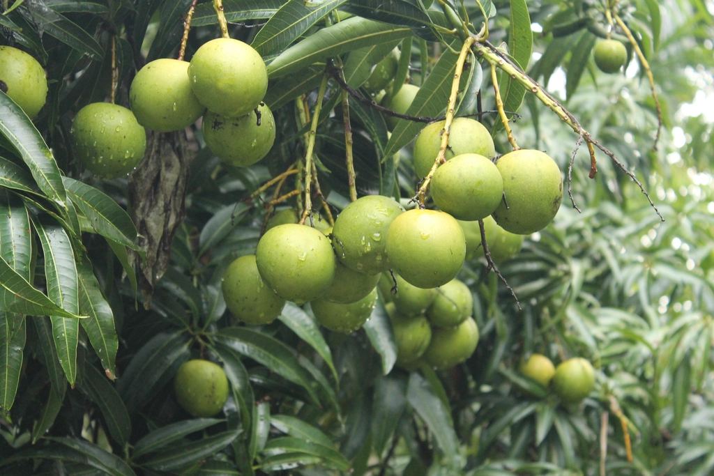 Mangues vertes encore sur l'arbre